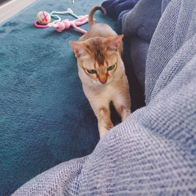 ayutoa89's profile picture. 産後diet 垢だったが
2024.11小腸GIST で摘出ope
情報収集や吐き出し垢
ダイエットも頑張る！２児のママ👦👦