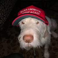 Reddeedee (@reddeedee1) 's Twitter Profile