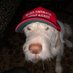 Reddeedee (@reddeedee1) Twitter profile photo Reddeedee (@reddeedee1) Twitter profile photo
