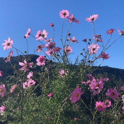 TruthDelving's profile picture. Native Texan now AZ offgrid Patriot
🇺🇸MAGA🇺🇸1A🇺🇸2A🇺🇸Pureblood🇺🇸
🇺🇸For the kids🇺🇸For Justice🇺🇸
🇺🇸🇺🇸🇺🇸For FREEDOM🇺🇸🇺🇸🇺🇸