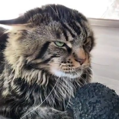 remcostomp1's profile picture. You lookin' for a sleazy attorney? Look no further
.https://t.co/MBW80MYnTO