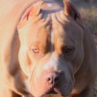 Adam Briscoe (@gmeprpl_crcl) 's Twitter Profile