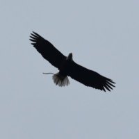 JC (@jpinto37) 's Twitter Profile