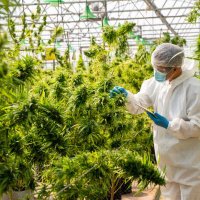 Global cannabis market 1 (@weed4highc) 's Twitter Profile