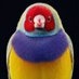 Salah Aldeen Sabouni (@saladolf) Twitter profile photo Salah Aldeen Sabouni (@saladolf) Twitter profile photo