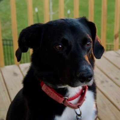 ldschneider12's profile picture. 