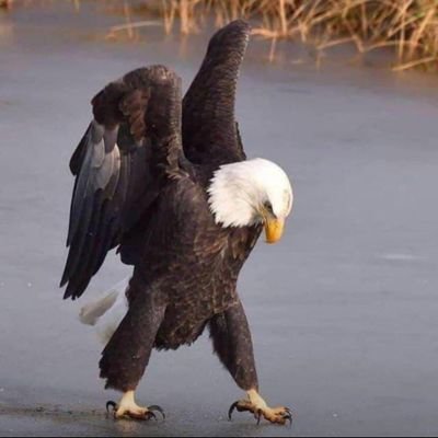 PatwizzYyrn's profile picture. 