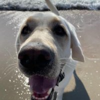 Meggo (@bigdogsdrool) 's Twitter Profile