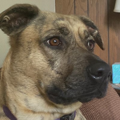 needlebeak's profile picture. ADD, OCD, UMC, DRC, DOG, RIP - not necessarily in that order