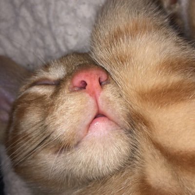 lickeddrip's profile picture. doin my thing🐝ing myself!