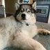 SaberDog. ๐บ๐ธ ๐ฎ๐ฑ๐ฅ๐๏ธ (@greentab) Twitter profile photo SaberDog. ๐บ๐ธ ๐ฎ๐ฑ๐ฅ๐๏ธ (@greentab) Twitter profile photo