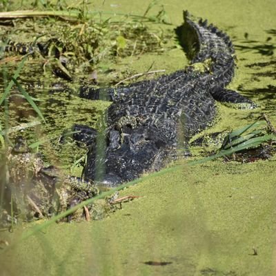 CBoozer13's profile picture. 