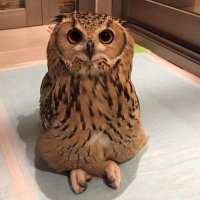 Sipowicz (@viewerblah1) 's Twitter Profile