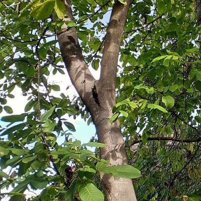 TobiasFelix86's profile picture. 