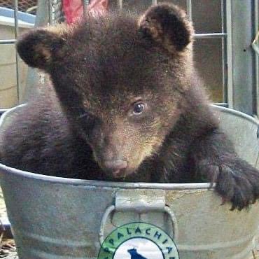 Rehabilitating black bear cubs and yearlings in need using a hands-off, science-based approach to ensure their successful release back into the wild. 🐻🏔🌲