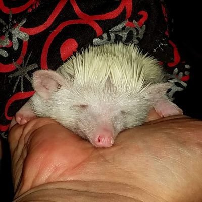 MazyMat's profile picture. Fan of pointy things and The Second Amendment, fuzzy dogs, arachnids and reptiles. I can't forget my kids