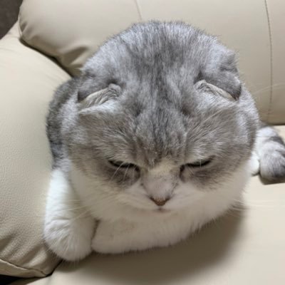 Gintyam's profile picture. 札幌在住🏠オフィスキューと北海道日本ハムファイターズが大好き！無言フォロー失礼します💦フォローしてもらえたら喜びます😄