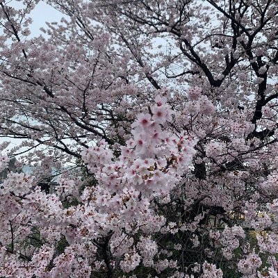 食事・排泄・睡眠を大切に考えて、健康第一、平穏無事に生きる。限りある人生をりんごと一緒に１日１日穏やかに過ごす。時々【性教育先生ふざけてる代】として語ります。