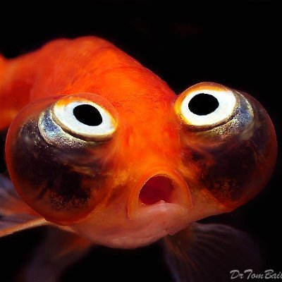 halfnibble's profile picture. 