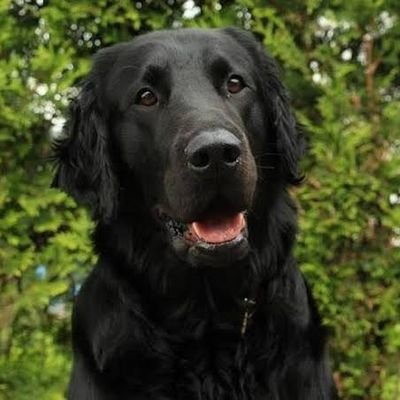 P4fMEpad3XuXDwt's profile picture. 興味あることにだけ勝手に飛びつきます🐕