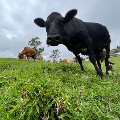 WalSalasCastro's profile picture. Aquí