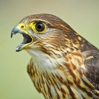Merlin Falcon(@MerlinFalcon10) 's Twitter Profile Photo