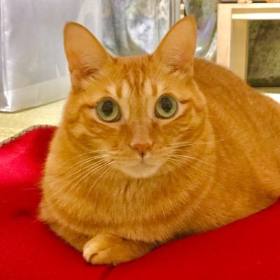 emitch_0806's profile picture. 好きなものはストレイテナー、猫、イラストを描く事です☺️ライブに行くとそのミュージシャンの絵を描きがちなオバちゃん。ヘッダーは自分で描いたストレイテナーでアイコンはうちの猫です🐈 テナモバ会員／ホリエ堂民💚/ひっそりとぺそん協会員🐼でもあります。