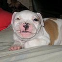 stuart parsons - @budgieman73 - Twitter