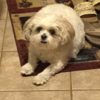 Sammigirl (@sammigirl61) 's Twitter Profile