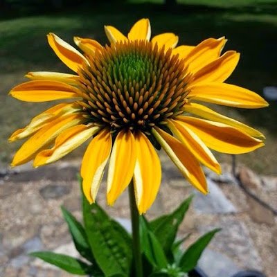 HMacdonald28's profile picture. 