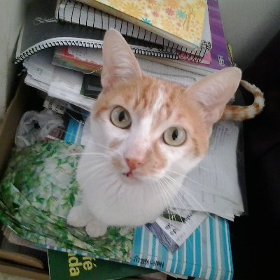 Olimpio_0's profile picture. 