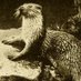 The Contentious Otter (@FascismResearch) Twitter profile photo