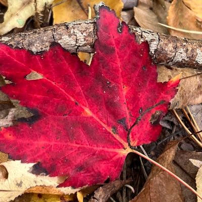 Amy_Laverghetta's profile picture. 