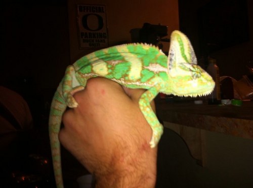 the_goodsport's profile picture. 