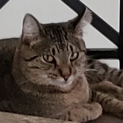 LowKeylife59's profile picture. Finding Peace in a world of chaos....Love is the answer.