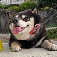 黒柴たろう (@07tarou09) 's Twitter Profile Photo 黒柴たろう (@07tarou09) 's Twitter Profile Photo