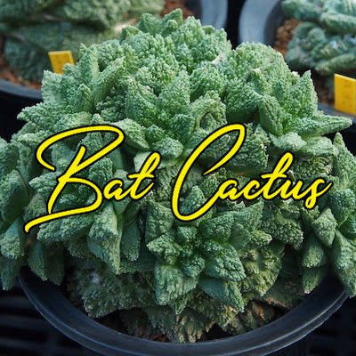 BatCactus3's profile picture. Love Cactus & Succulents