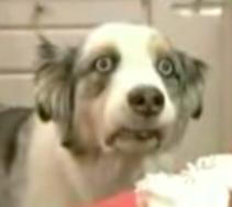 b1u35ky's profile picture. I like piercings, mohawks, lesbian anime and not much else.