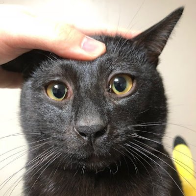 Moong___chi's profile picture. 애옭