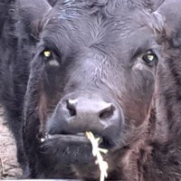 Uncle Gary 🐮 (@unclegary9) 's Twitter Profile