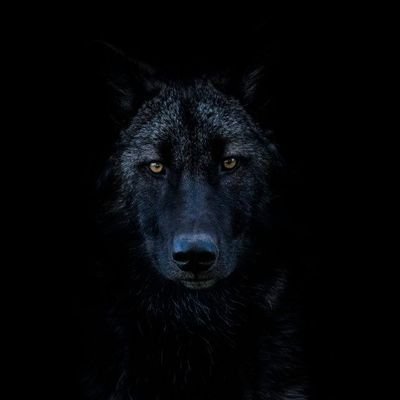 PhantomwolfVll Profile Picture