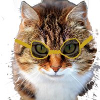 Pussie Cooper (@pussiecooper) 's Twitter Profile