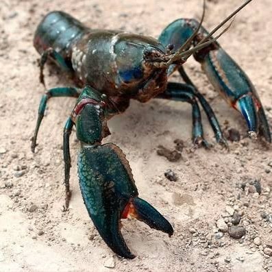 Just a Yabby all opinions are my own I love my country Australia 🇦🇺

I dont like
Feminists
Simps
Climate Cultists
Covid Cultists
Beta Males
Labor
Greens
Teals