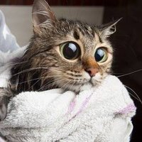 Mouhmad Mansour (@mansourmouhmad) 's Twitter Profile Photo