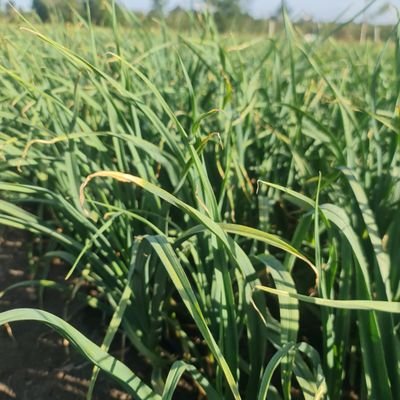 lets talk Agri-wealth creation with garlic farming as the business model. Germinated garlic seeds/ seedlings/chamomile seeds/land lease/agribiz consultancy