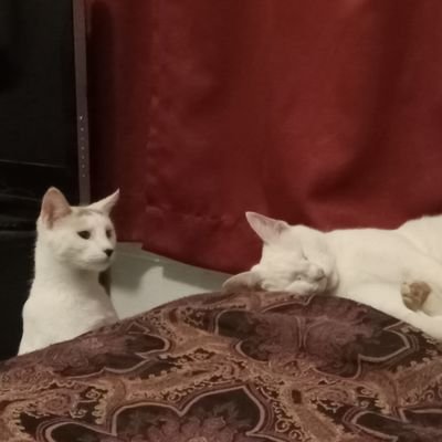 anyguy64's profile picture. 22 yo, Him/he, 6'4, Hispanic, really wants to write but is too lazy