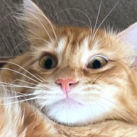 tulip 🌷 (@chewlipinnit) 's Twitter Profile