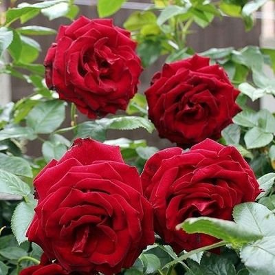 Safiye38118177's profile picture. 