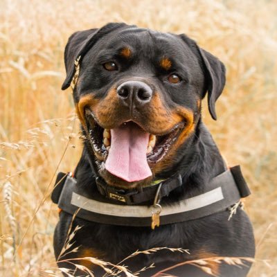 Elmo is my beautiful 9yr old Rottie