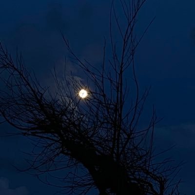 kritika21709260's profile picture. Indian